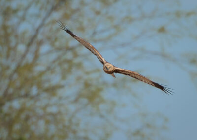 Die Rohrweihe – Vogelfoto von Stefan Berghoff, Bild 8