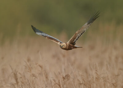Die Rohrweihe – Vogelfoto von Stefan Berghoff, Bild 2