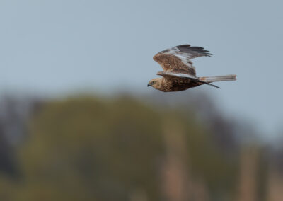 Die Rohrweihe – Vogelfoto von Stefan Berghoff, Bild 6