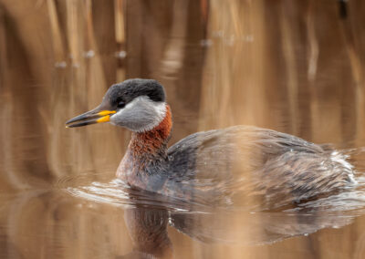 Der Rothalstaucher – Vogelfoto von Stefan Berghoff, Bild 8