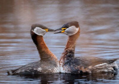 Der Rothalstaucher – Vogelfoto von Stefan Berghoff, Bild 7