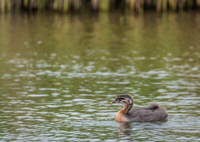 Der Rothalstaucher – Vogelfoto von Stefan Berghoff, Bild 5