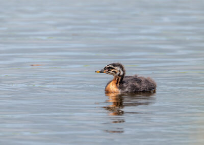 Der Rothalstaucher – Vogelfoto von Stefan Berghoff, Bild 4