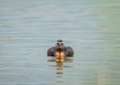 Der Rothalstaucher – Vogelfoto von Stefan Berghoff, Bild 3