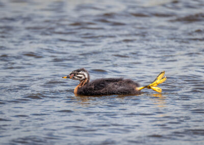 Der Rothalstaucher – Vogelfoto von Stefan Berghoff, Bild 2