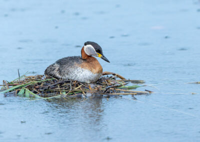 Der Rothalstaucher – Vogelfoto von Stefan Berghoff, Bild 13