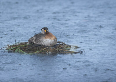 Der Rothalstaucher – Vogelfoto von Stefan Berghoff, Bild 1