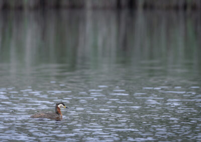 Der Rothalstaucher – Vogelfoto von Stefan Berghoff, Bild 12