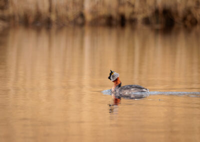 Der Rothalstaucher – Vogelfoto von Stefan Berghoff, Bild 9