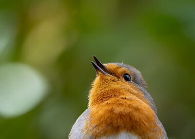 Das Rotkehlchen – Vogelfoto von Stefan Berghoff, Bild 1