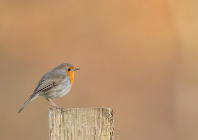 Das Rotkehlchen – Vogelfoto von Stefan Berghoff, Bild 3