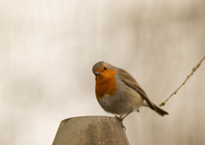 Das Rotkehlchen – Vogelfoto von Stefan Berghoff, Bild 4