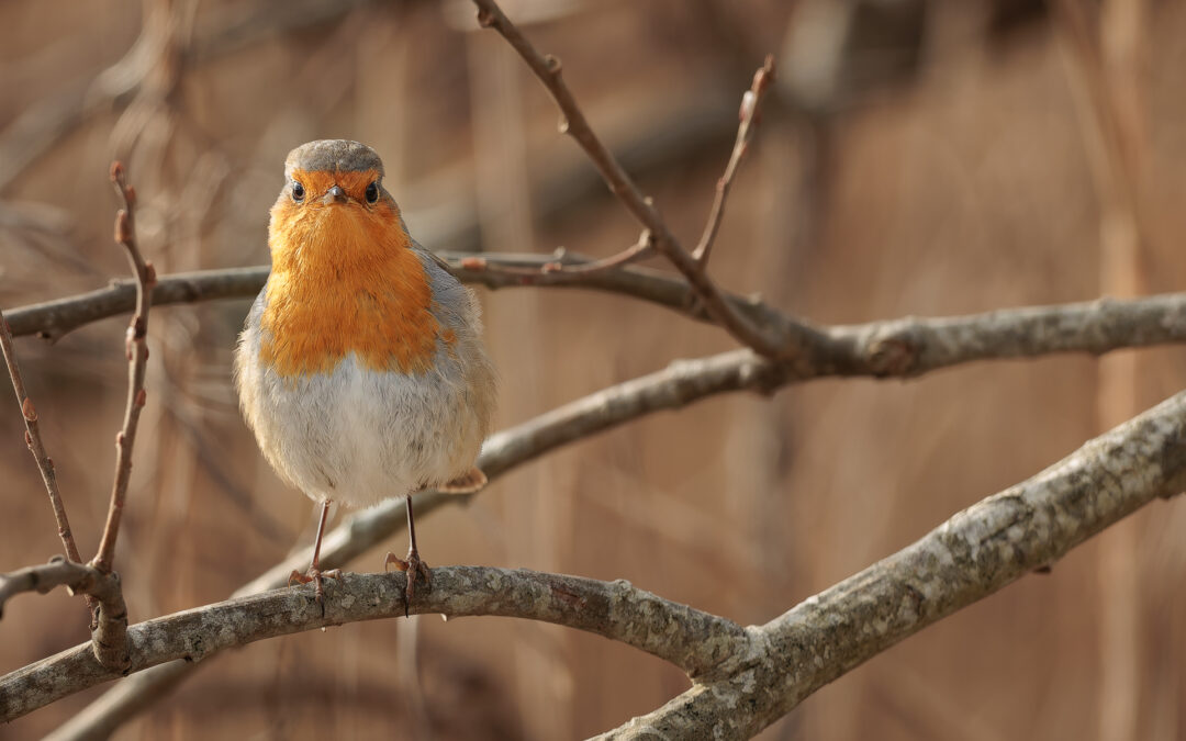 Das Rotkehlchen (Erithacus rubecula) – Vogelfoto von Stefan Berghoff