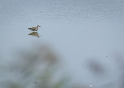 Der Rotschenkel – Vogelfoto von Stefan Berghoff, Bild 4