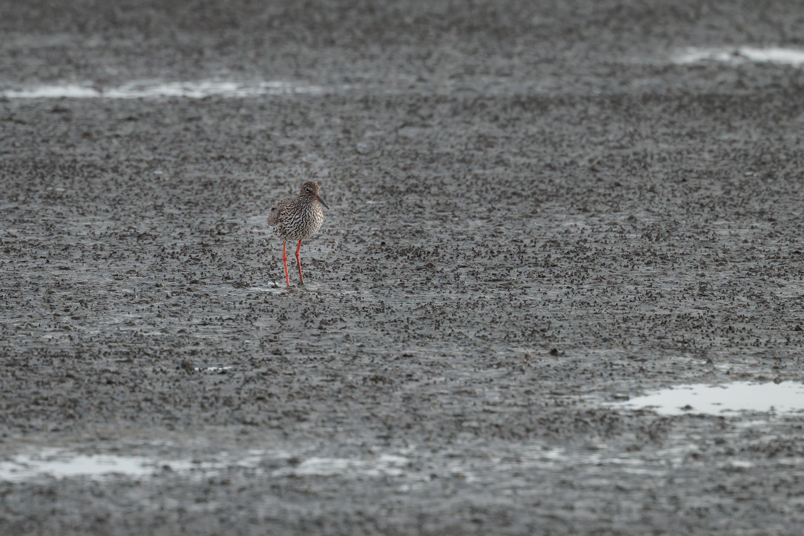 R5II9389-DxO_DeepPRIME XD2s Der Rotschenkel (Tringa totanus) – Vogelfoto von Stefan Berghoff