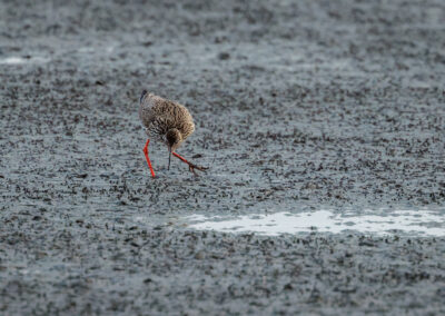 Der Rotschenkel – Vogelfoto von Stefan Berghoff, Bild 1