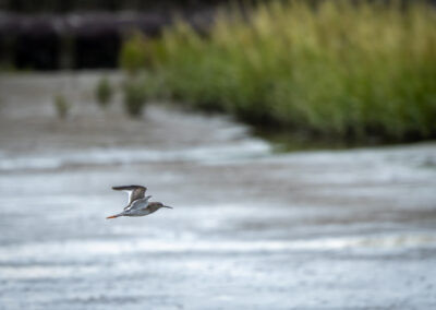Der Rotschenkel – Vogelfoto von Stefan Berghoff, Bild 2