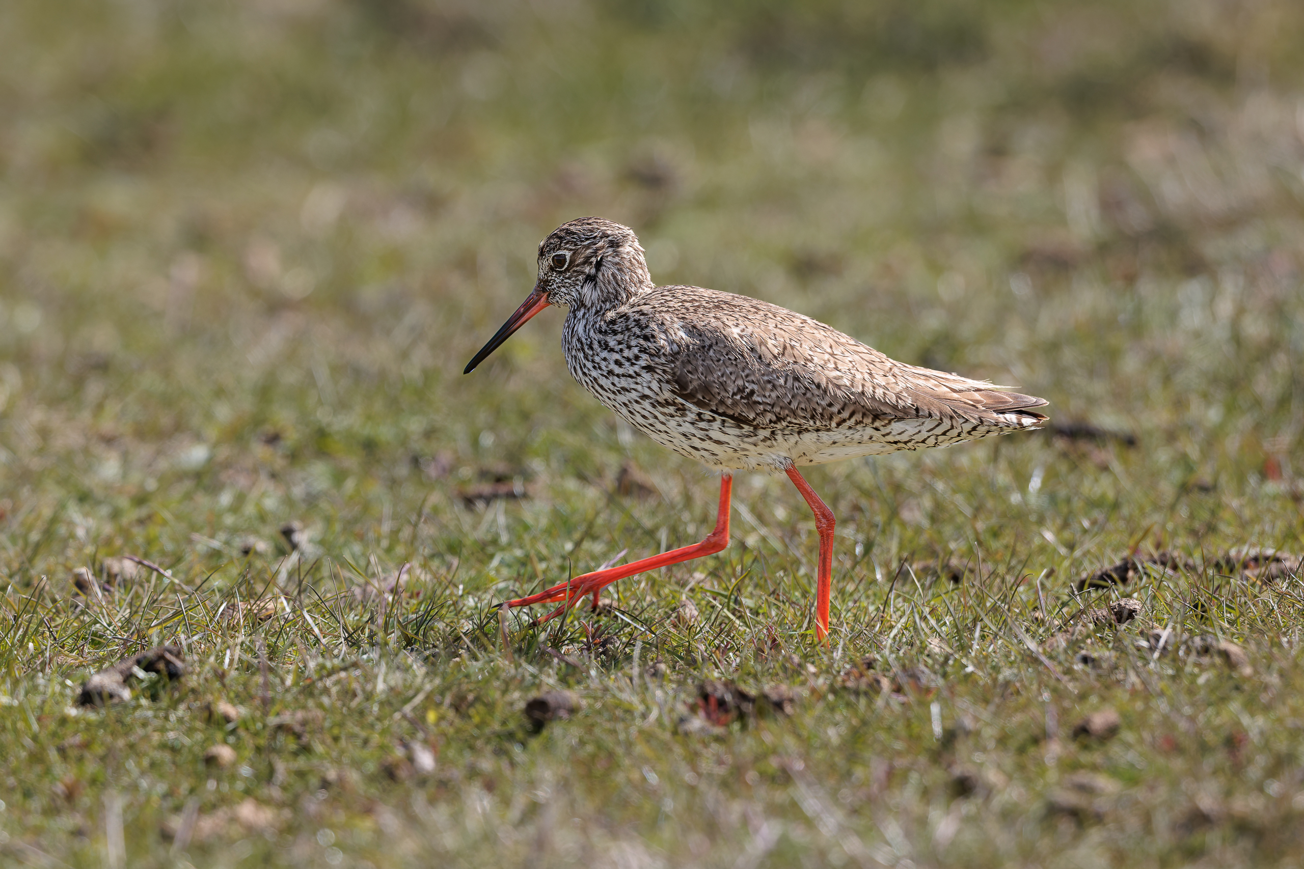 R5II9268-DxO_DeepPRIME XD2s Der Rotschenkel (Tringa totanus) – weiteres Foto von Stefan Berghoff