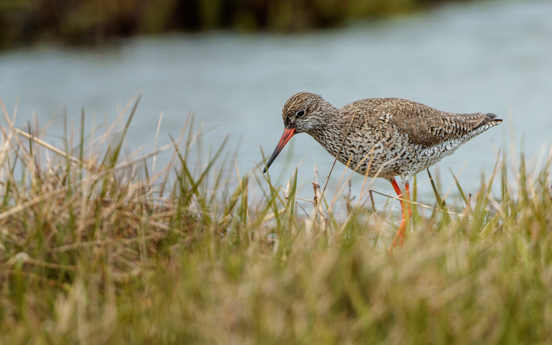 Der Rotschenkel (Tringa totanus) – Vogelfoto von Stefan Berghoff