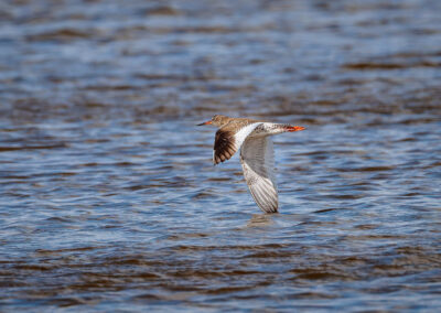 Der Rotschenkel – Vogelfoto von Stefan Berghoff, Bild 3