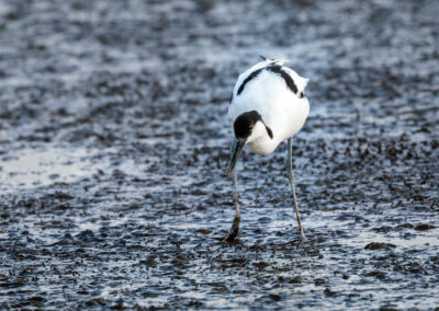 Der Säbelschnäbler – Vogelfoto von Stefan Berghoff, Bild 6