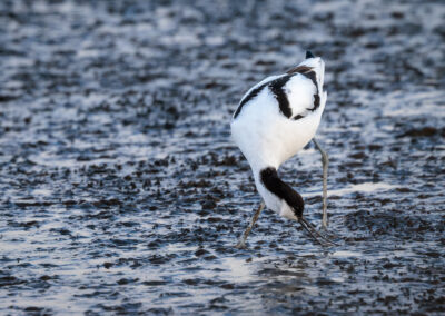 Der Säbelschnäbler – Vogelfoto von Stefan Berghoff, Bild 5