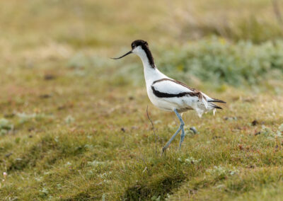 Der Säbelschnäbler – Vogelfoto von Stefan Berghoff, Bild 4