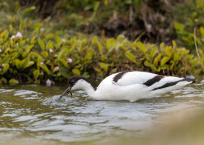 Der Säbelschnäbler – Vogelfoto von Stefan Berghoff, Bild 3