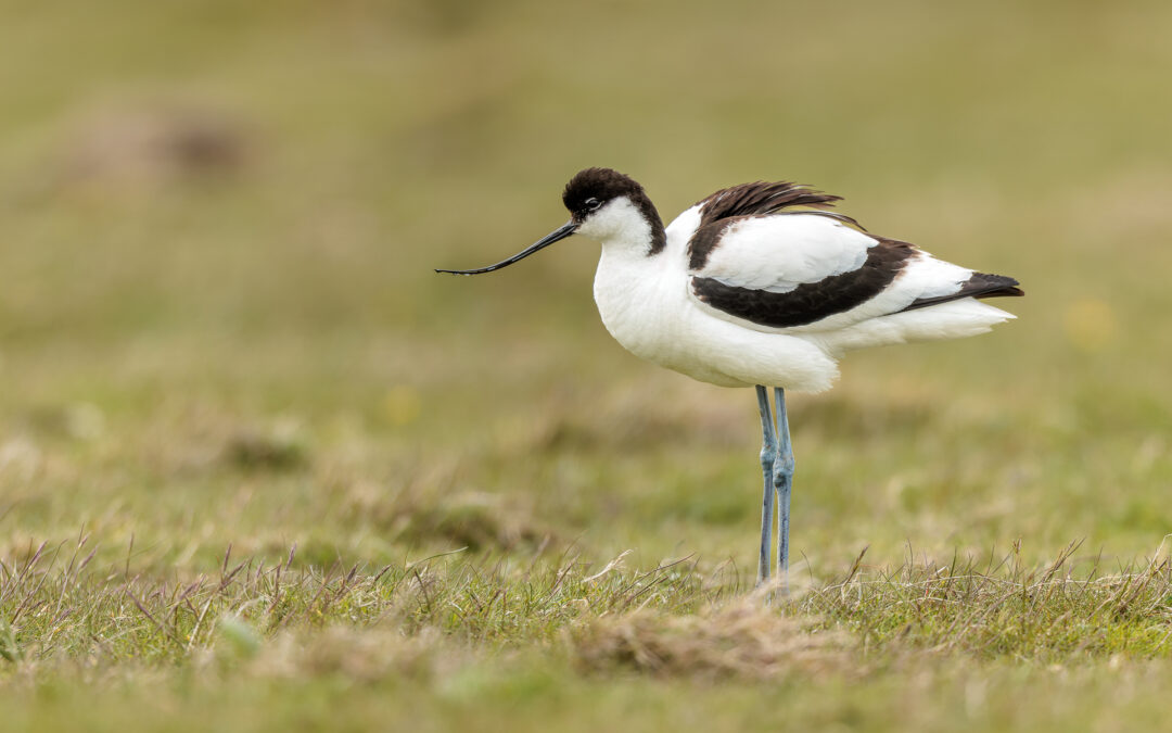 Der Säbelschnäbler (Recurvirostra avosetta) – Vogelfoto von Stefan Berghoff