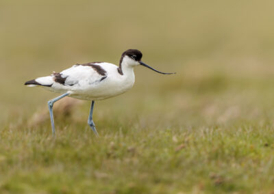 Der Säbelschnäbler – Vogelfoto von Stefan Berghoff, Bild 2