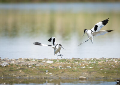 Der Säbelschnäbler – Vogelfoto von Stefan Berghoff, Bild 12