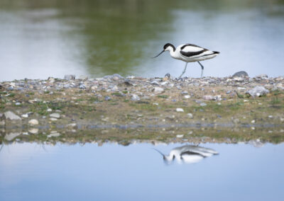 Der Säbelschnäbler – Vogelfoto von Stefan Berghoff, Bild 11