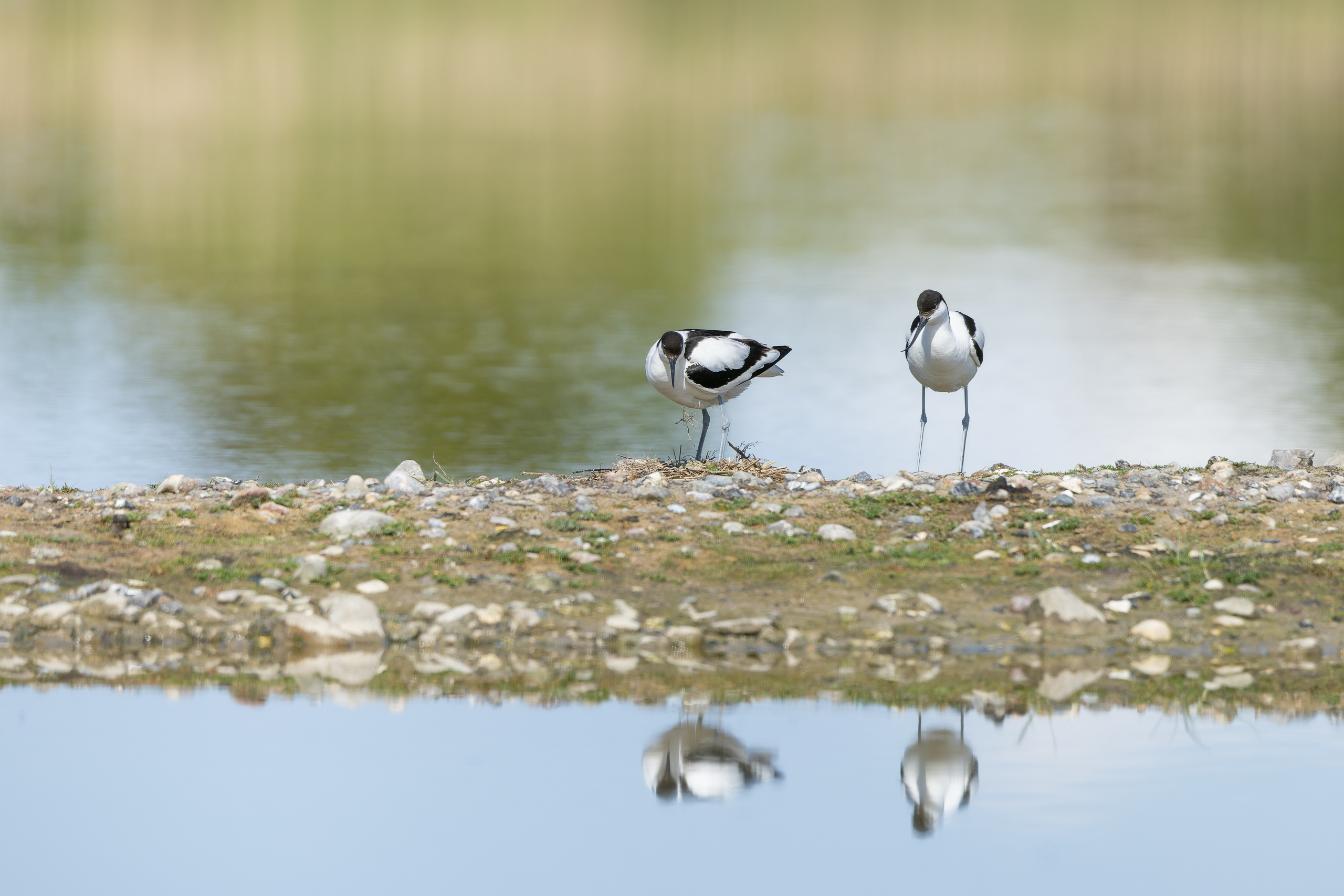 R5II9268-DxO_DeepPRIME XD2s Der Säbelschnäbler (Recurvirostra avosetta) – weiteres Foto von Stefan Berghoff