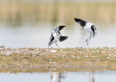 Der Säbelschnäbler – Vogelfoto von Stefan Berghoff, Bild 1