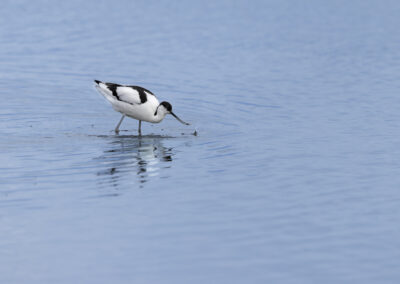 Der Säbelschnäbler – Vogelfoto von Stefan Berghoff, Bild 9