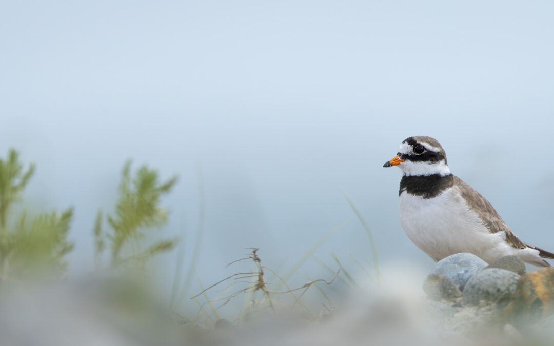 Der Sandregenpfeifer (Charadrius hiaticula) – Vogelfoto von Stefan Berghoff