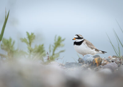 Der Sandregenpfeifer – Vogelfoto von Stefan Berghoff, Bild 2
