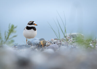 Der Sandregenpfeifer – Vogelfoto von Stefan Berghoff, Bild 3