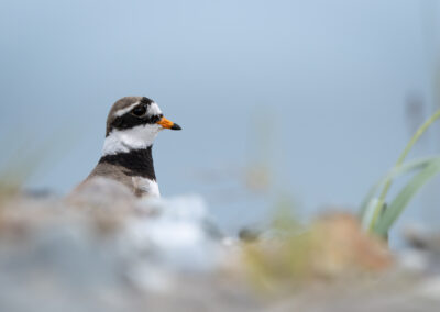 Der Sandregenpfeifer – Vogelfoto von Stefan Berghoff, Bild 1