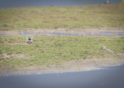 Der Sandregenpfeifer – Vogelfoto von Stefan Berghoff, Bild 4