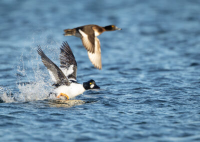 Die Schellente – Vogelfoto von Stefan Berghoff, Bild 6