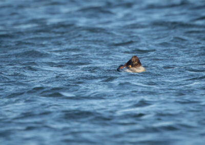Die Schellente – Vogelfoto von Stefan Berghoff, Bild 5