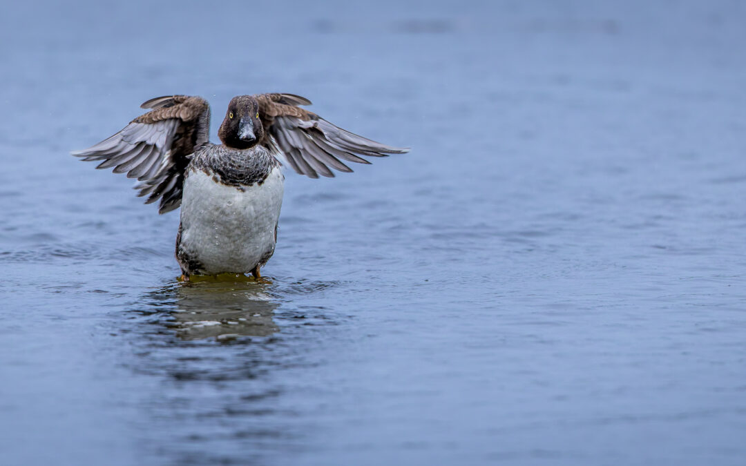 Die Schellente (Bucephala clangula) – Vogelfoto von Stefan Berghoff