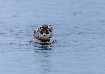 Die Schellente – Vogelfoto von Stefan Berghoff, Bild 13