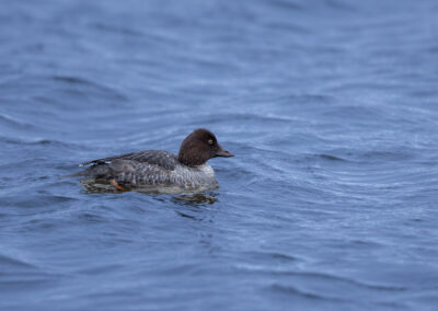 Die Schellente – Vogelfoto von Stefan Berghoff, Bild 10