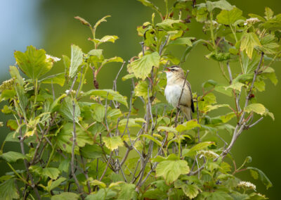 Der Schilfrohrsänger – Vogelfoto von Stefan Berghoff, Bild 8