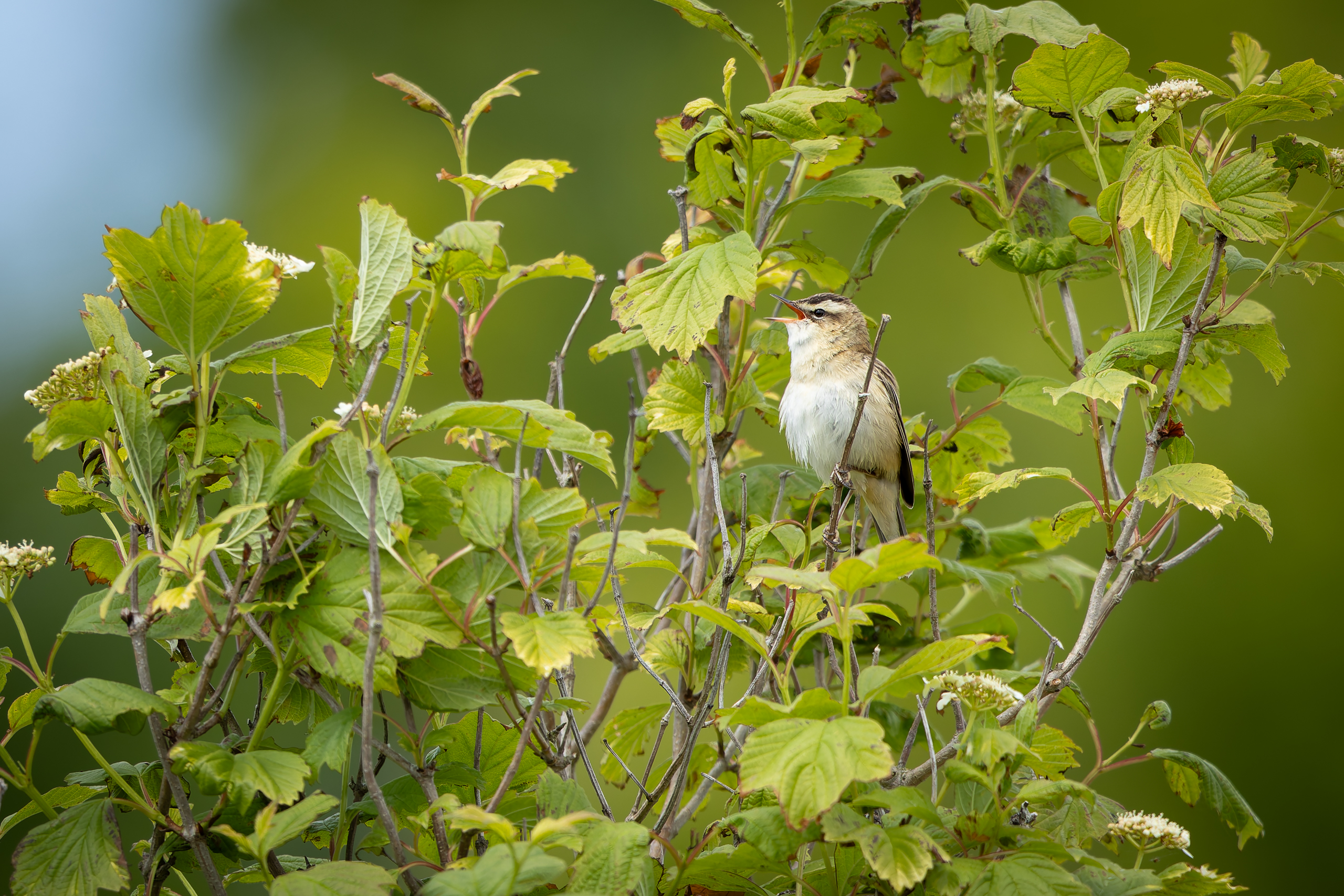 R5II9268-DxO_DeepPRIME XD2s Der Schilfrohrsänger (Acrocephalus schoenobaenus) – weiteres Foto von Stefan Berghoff