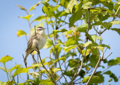 Der Schilfrohrsänger – Vogelfoto von Stefan Berghoff, Bild 7