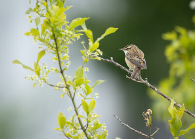 Der Schilfrohrsänger – Vogelfoto von Stefan Berghoff, Bild 6