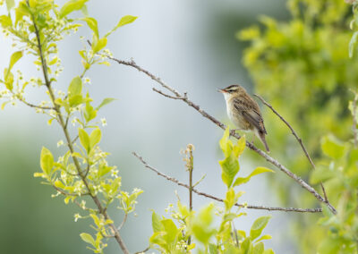 Der Schilfrohrsänger – Vogelfoto von Stefan Berghoff, Bild 5